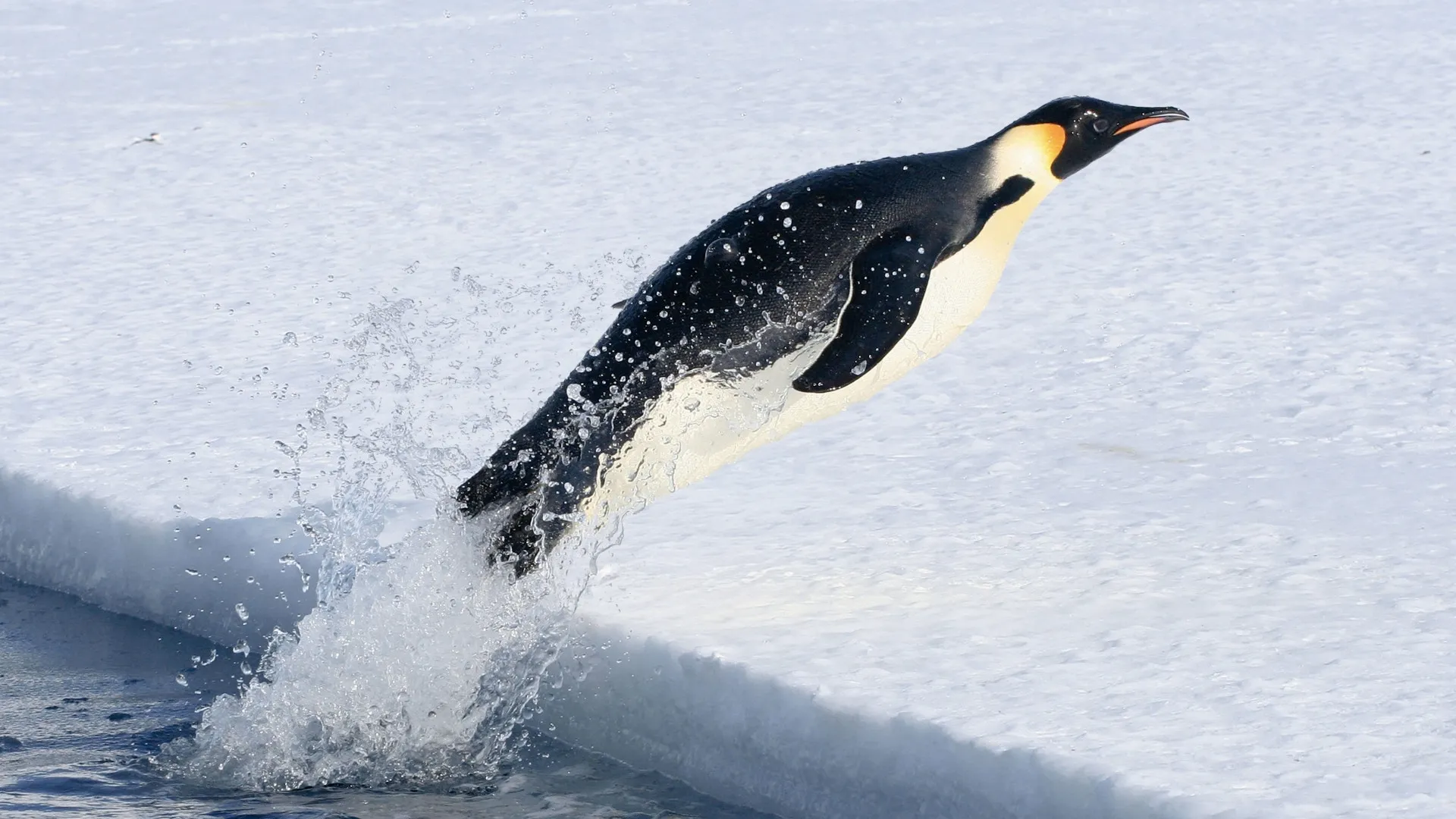 thumbnail - S1:E1 5-Minute Stories: Supercool Penguin Chicks