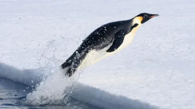 thumbnail - S1:E1 5-Minute Stories: Supercool Penguin Chicks