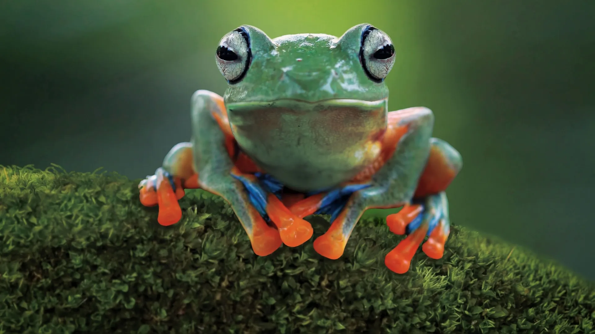 thumbnail - S1:E8 5-Minute Stories: From Tiny Tadpoles to Fabulous Frogs