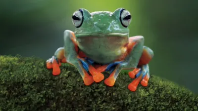 thumbnail - S1:E8 5-Minute Stories: From Tiny Tadpoles to Fabulous Frogs