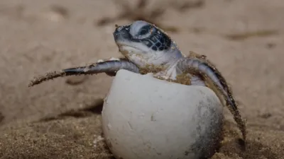 thumbnail - S1:E5 5-Minute Stories: A Baby Sea Turtle's Journey
