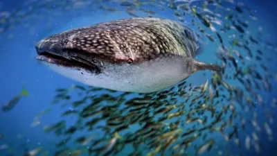 thumbnail - S1:E3 5-Minute Stories: Whale Shark Rescue