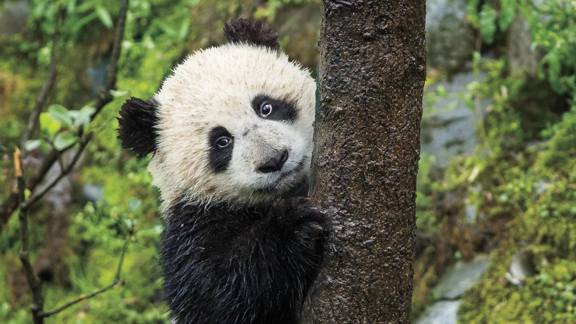 thumbnail - S1:E2 5-Minute Stories: A Panda Cub Grows Up