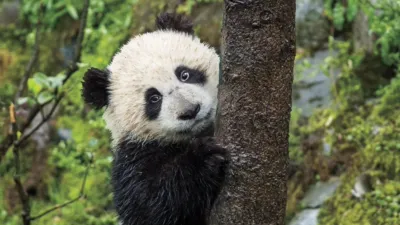 thumbnail - S1:E2 5-Minute Stories: A Panda Cub Grows Up