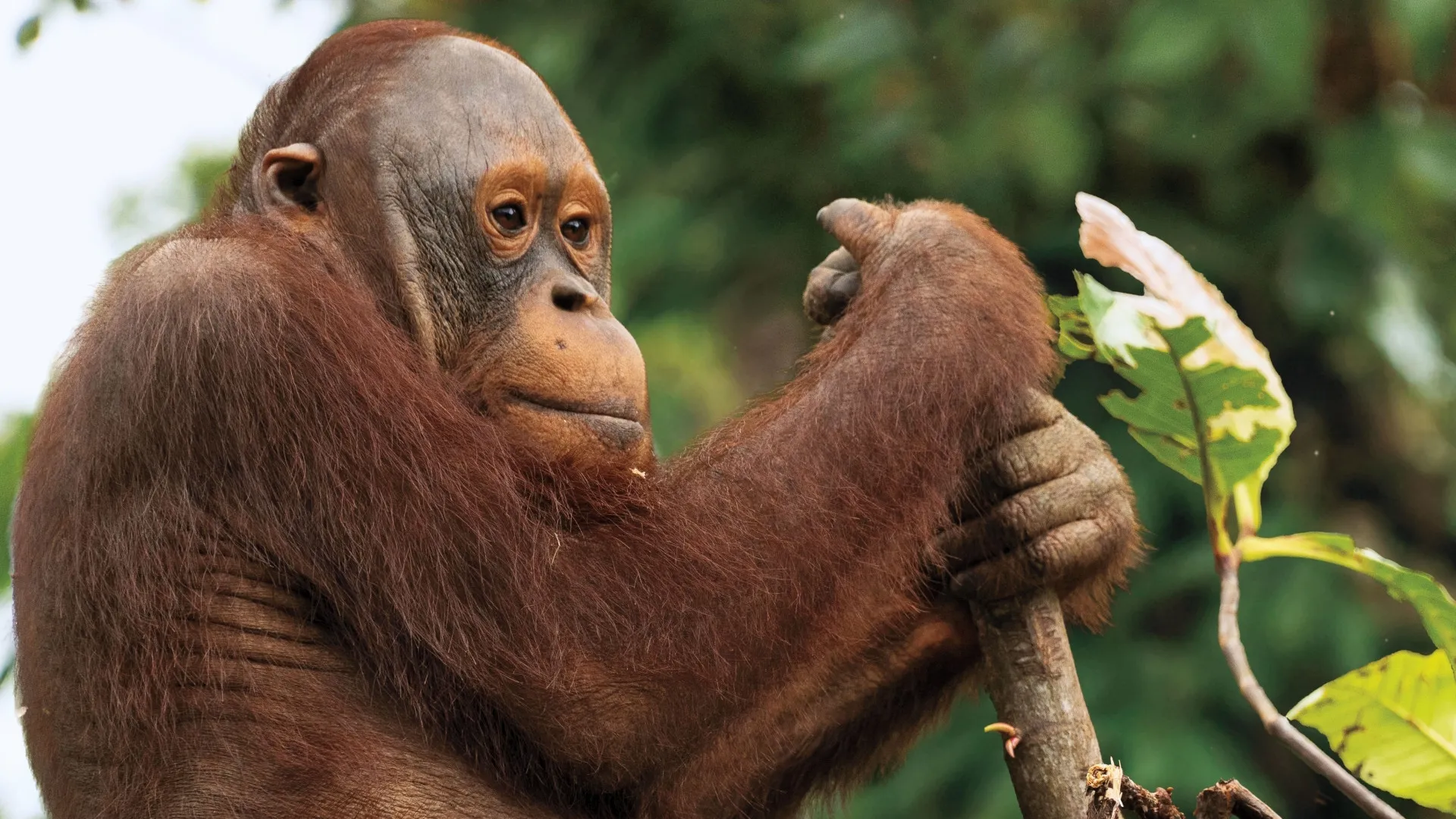 thumbnail - S1:E4 5-Minute Stories: Learning at the Ape Academy