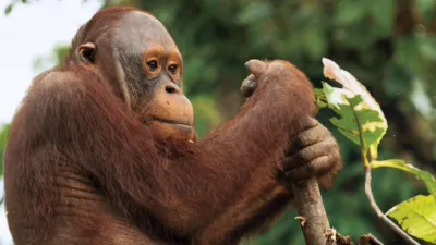 thumbnail - S1:E4 5-Minute Stories: Learning at the Ape Academy