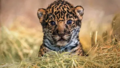 thumbnail - S1:E7 5-Minute Stories: Jaguar Cub Cuties