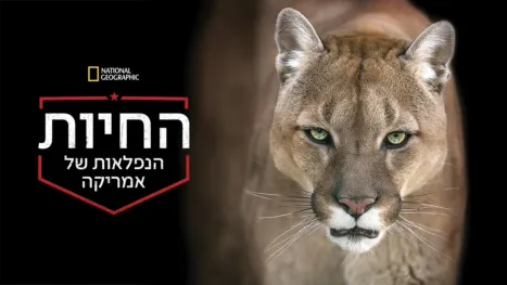 thumbnail - החיות הנפלאות של אמריקה