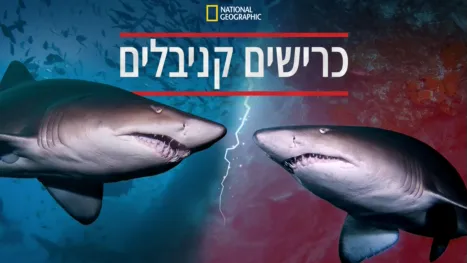 thumbnail - כרישים קניבלים