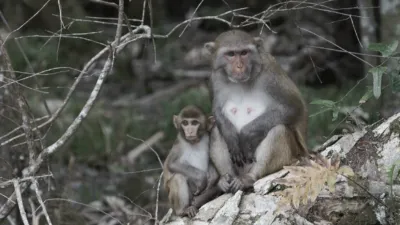 thumbnail - S1:E4 Bay City Brawlers