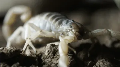 thumbnail - S1:E9 Don't Mess With Texas