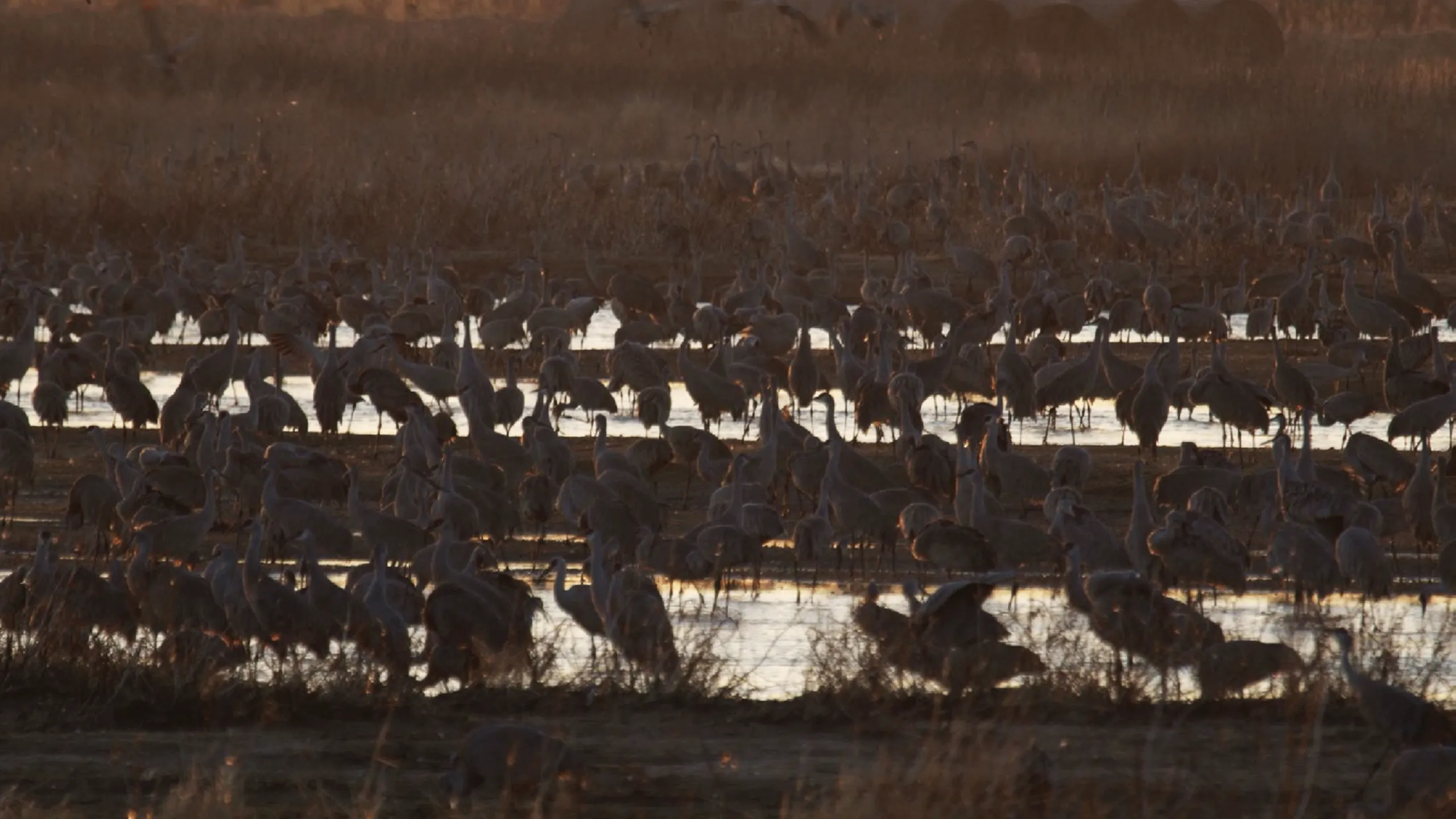 thumbnail - S1:E7 Cranes, Plains and Automobiles