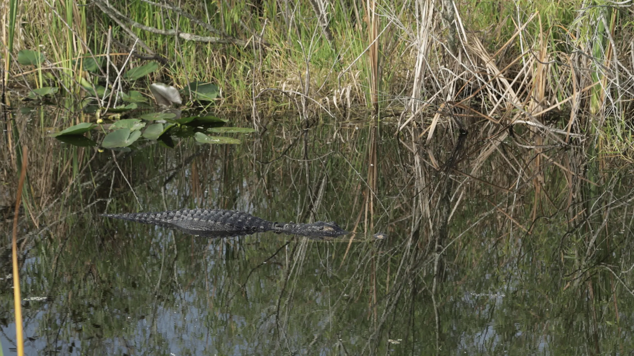 thumbnail - S1:E1 Gator Nation
