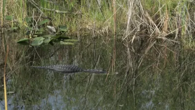 thumbnail - S1:E1 Gator Nation