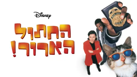 thumbnail - החתול הארור!