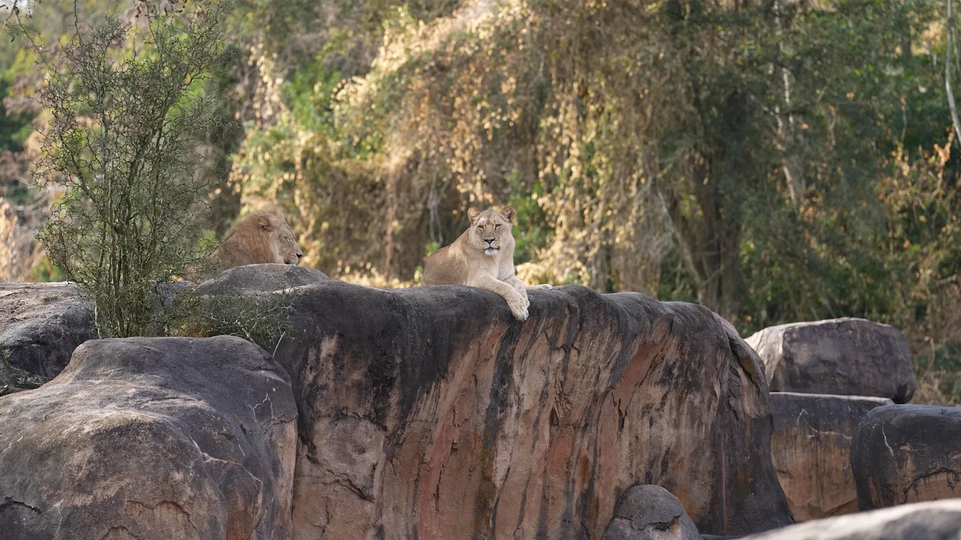 thumbnail - S1:E7 How do the Imagineers keep the lions away from the rhinos?!