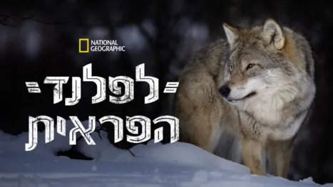 thumbnail - לפלנד הפראית