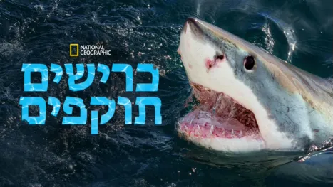 thumbnail - כרישים תוקפים