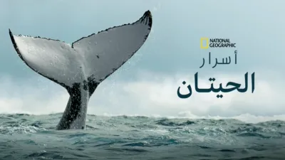 thumbnail - أسرار الحيتان