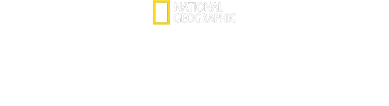 סודות הלווייתנים