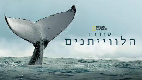 thumbnail - סודות הלווייתנים