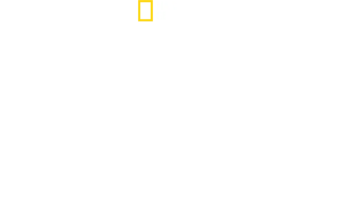 כרישים סלבריטאים