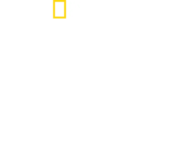 כרישים מול גולשים