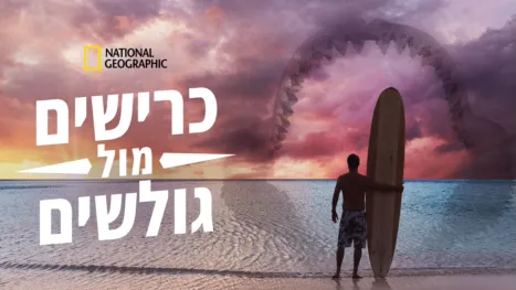 thumbnail - כרישים מול גולשים