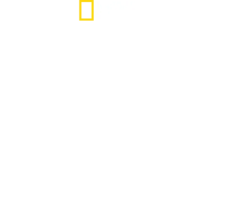 כריש נגד לוויתן
