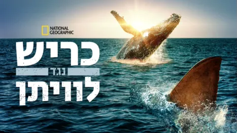thumbnail - כריש נגד לוויתן