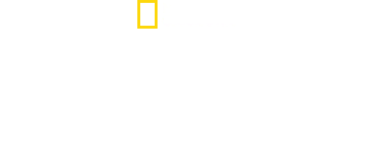 כרישים? לא מה שחשבתם