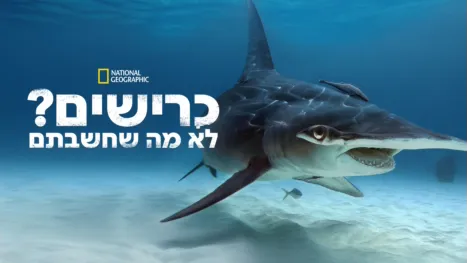 thumbnail - כרישים? לא מה שחשבתם