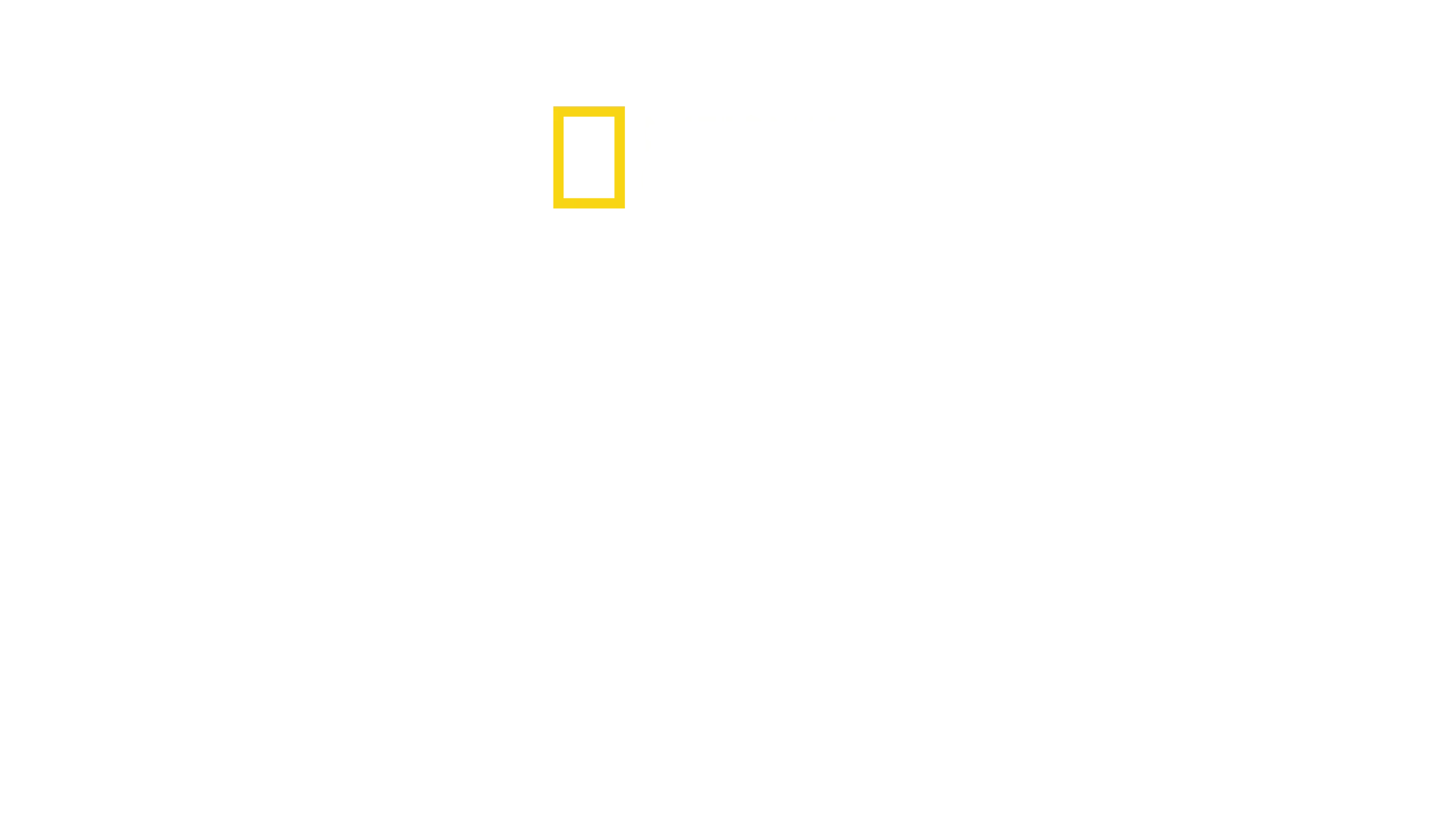 巨大ハンマーヘッドを追え！