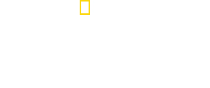 巨大ハンマーヘッドを追え！