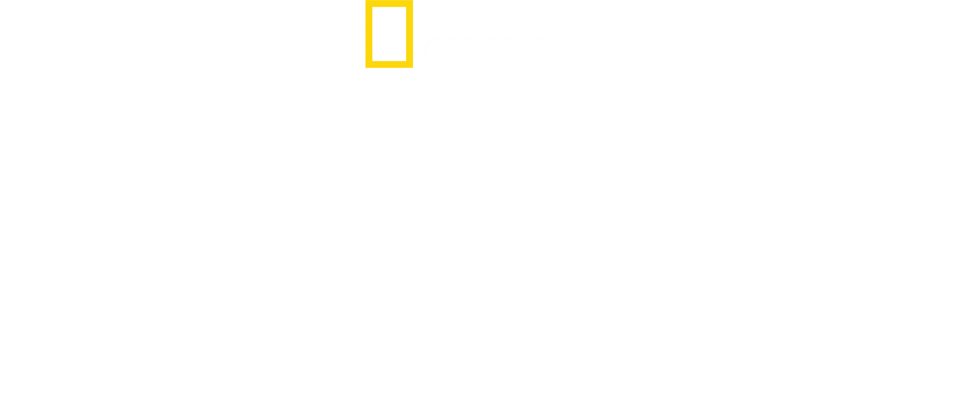巨大ハンマーヘッドを追え！