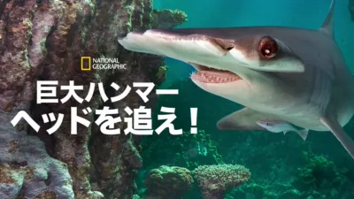 thumbnail - 巨大ハンマーヘッドを追え！