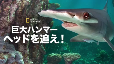 thumbnail - 巨大ハンマーヘッドを追え！