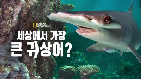 thumbnail - 세상에서 가장 큰 귀상어?
