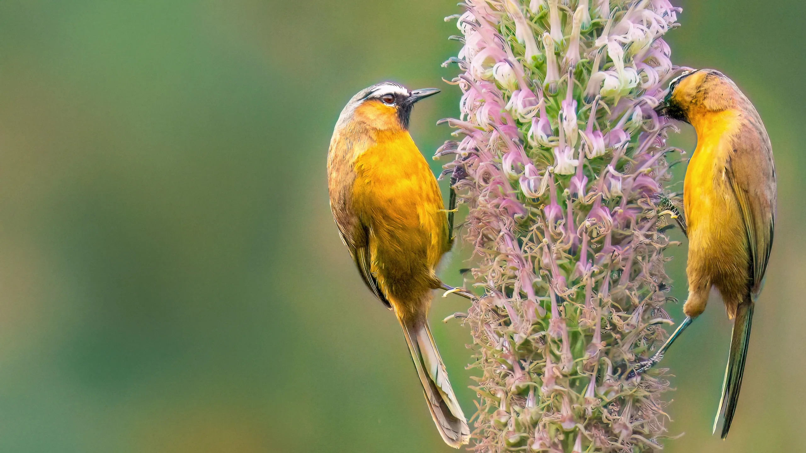 Nilgiris - A Shared Wilderness