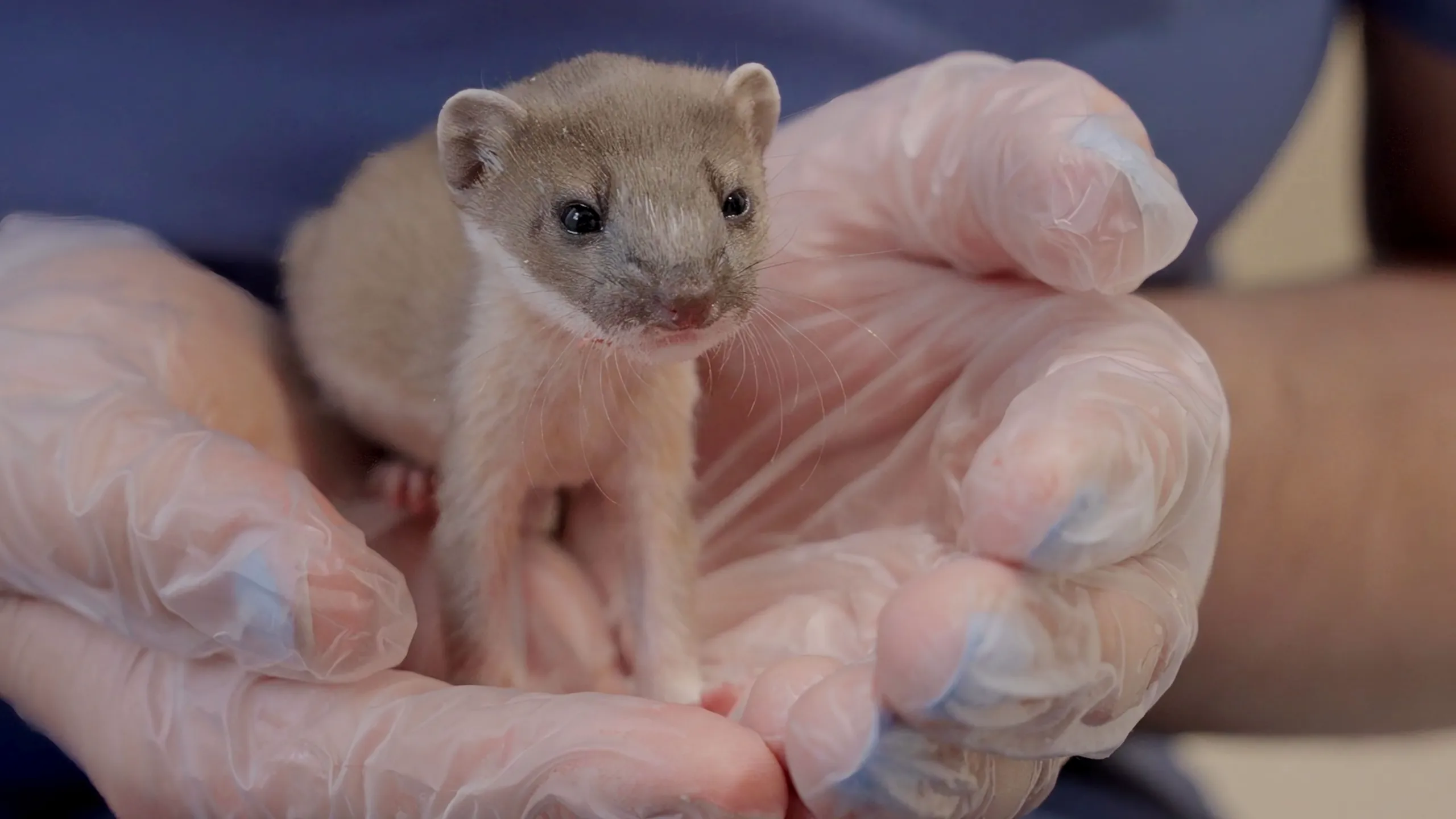 thumbnail - S3:E6 Compassion Fatigue