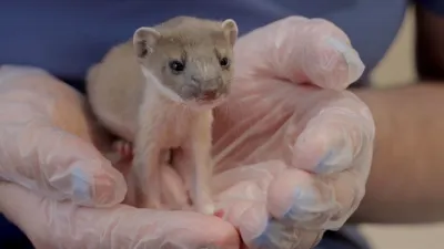 thumbnail - S3:E6 Compassion Fatigue