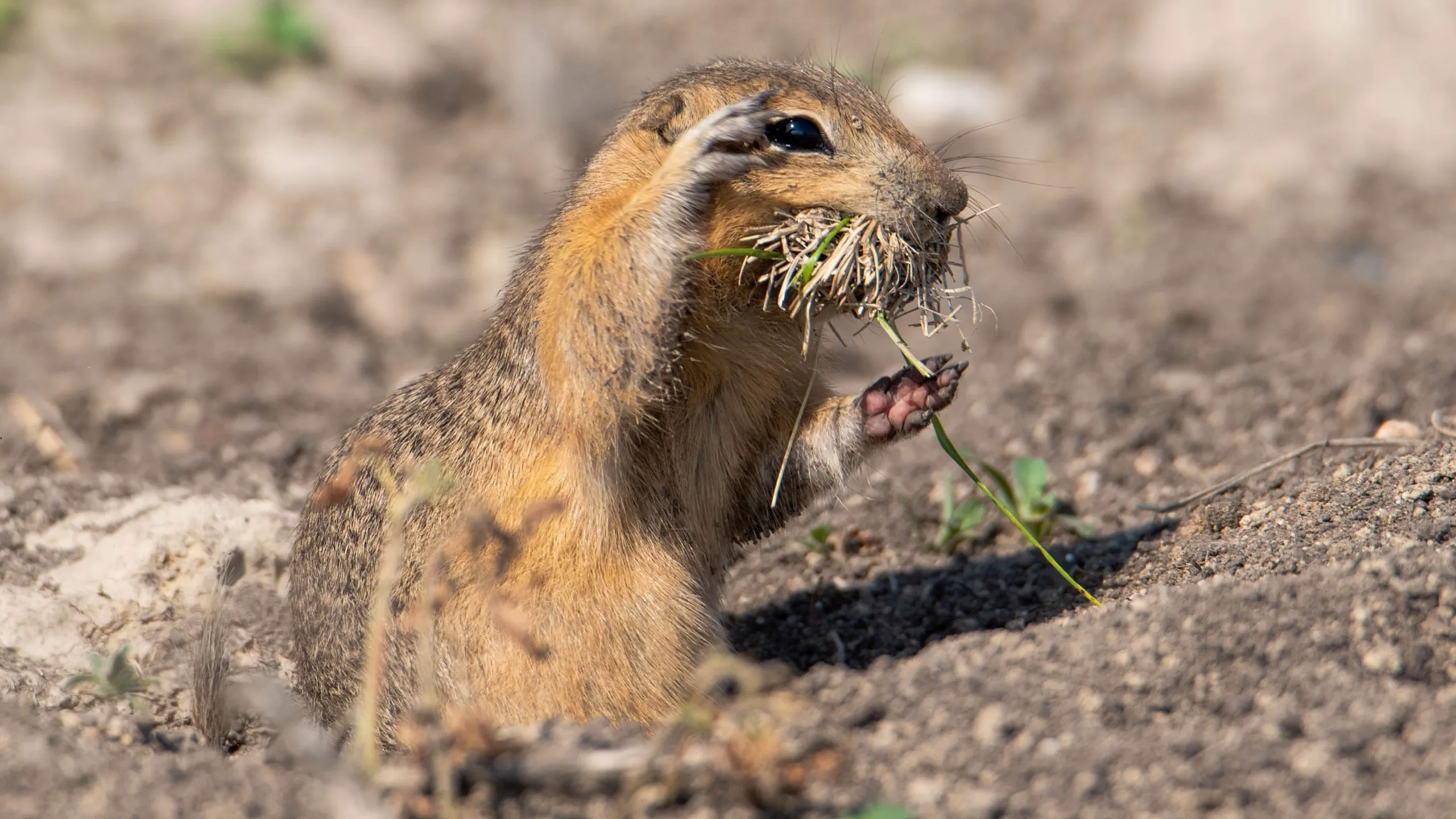 thumbnail - S3:E5 Making the Call