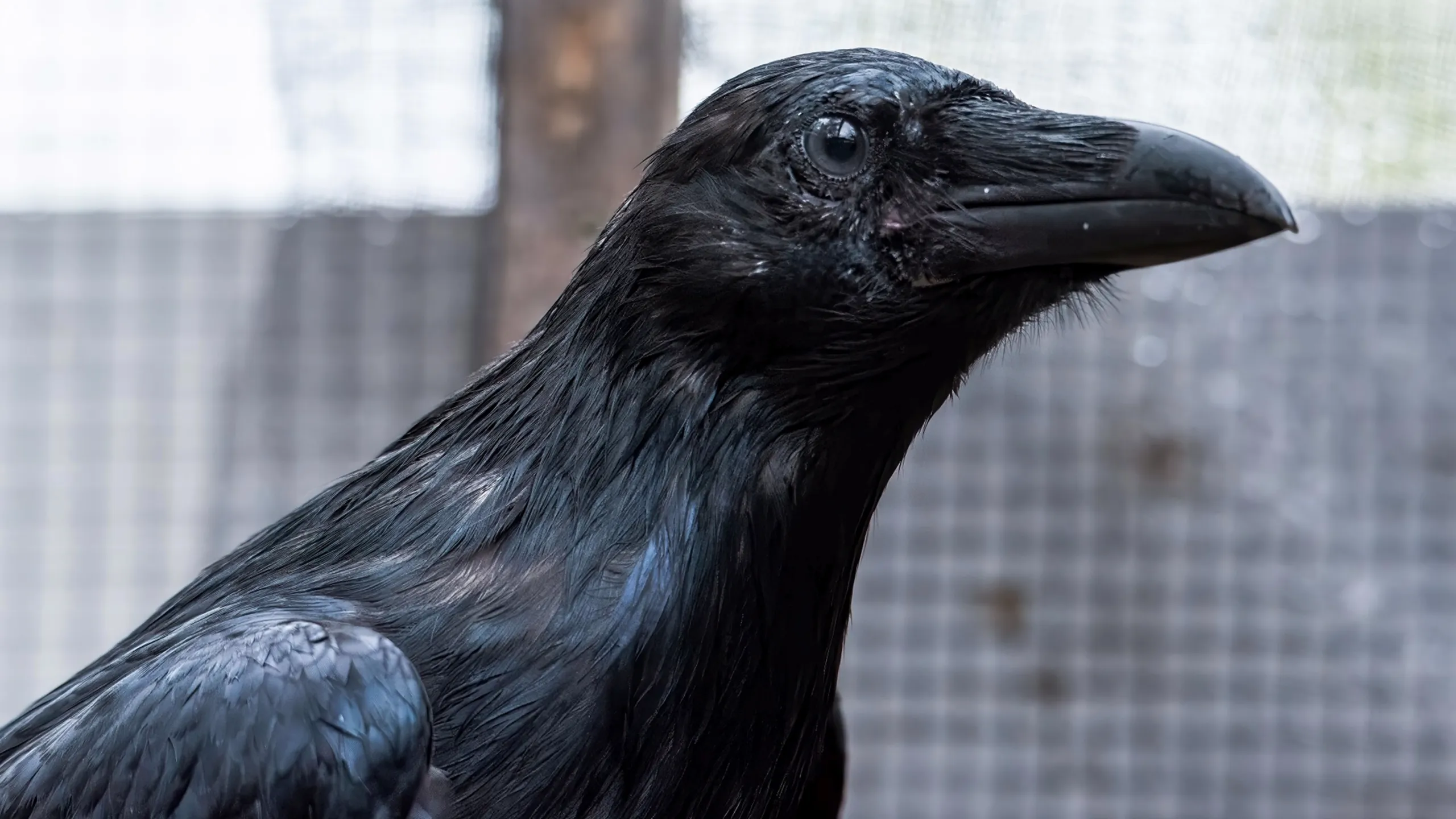 thumbnail - S3:E2 Learning to Fly