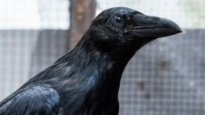 thumbnail - S3:E2 Learning to Fly