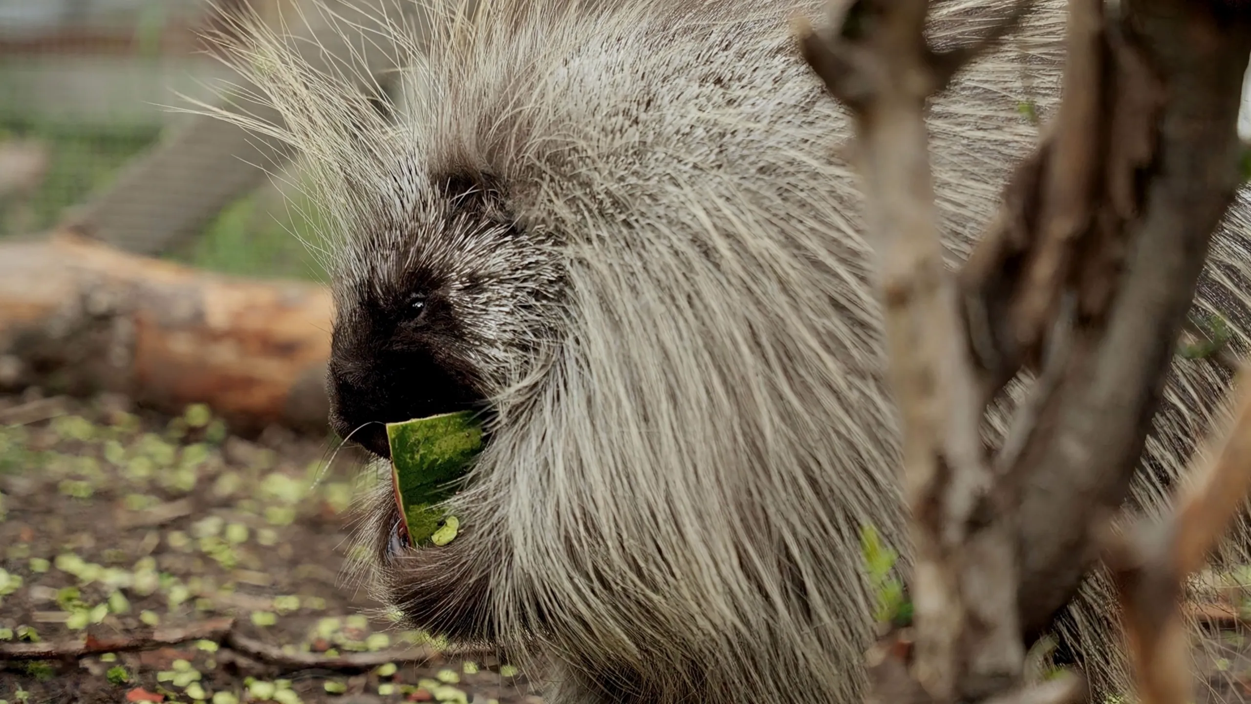 thumbnail - S3:E1 Letting Go