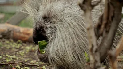 thumbnail - S3:E1 Letting Go