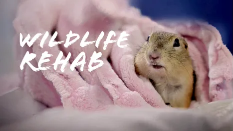 thumbnail - Wildlife Rehab