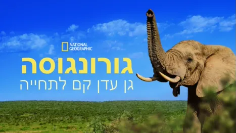 thumbnail - גורונגוסה: גן עדן קם לתחייה