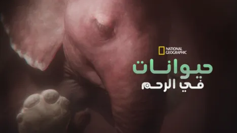 thumbnail - حيوانات في الرحم