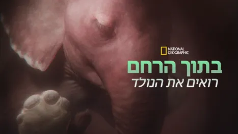 thumbnail - בתוך הרחם: רואים את הנולד